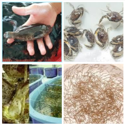 Giống thủy sản